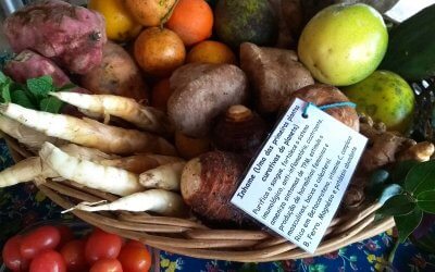 Curso aborda potencial culinário e gastronômico dos produtos da sociobiodiversidade